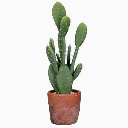 Cactus in terracota pot - RUBY Conceptstore 