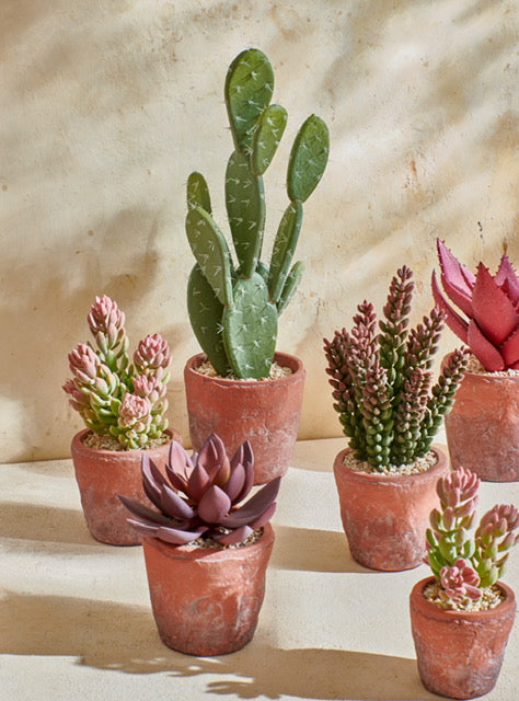 Cactus in terracota pot - RUBY Conceptstore 